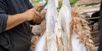 কোরবানির পশু জবাইয়ের পর করণীয় ও বর্জনীয়